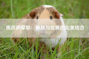 黑色萨摩耶：神秘与优雅的完美结合