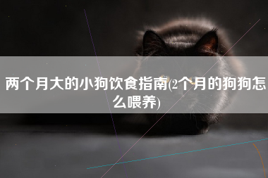 两个月大的小狗饮食指南(2个月的狗狗怎么喂养)