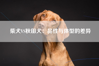 柴犬VS秋田犬：品性与体型的差异