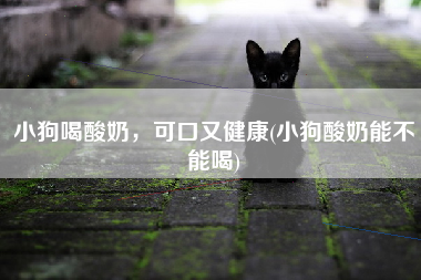 小狗喝酸奶，可口又健康(小狗酸奶能不能喝)