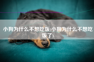 小狗为什么不想吃饭(小狗为什么不想吃饭了)