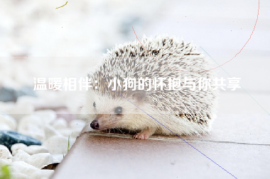 温暖相伴：小狗的怀抱与你共享