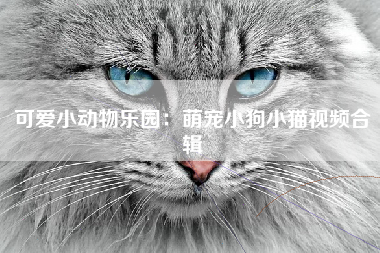 可爱小动物乐园：萌宠小狗小猫视频合辑