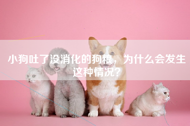 小狗吐了没消化的狗粮，为什么会发生这种情况？