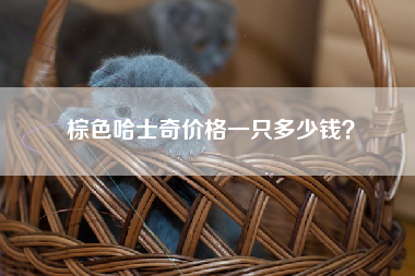 棕色哈士奇价格一只多少钱？