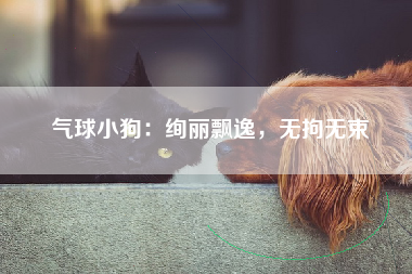 气球小狗：绚丽飘逸，无拘无束