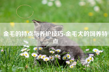 金毛的特点与养护技巧-金毛犬的饲养特点