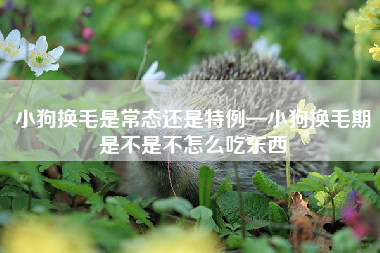 小狗换毛是常态还是特例—小狗换毛期是不是不怎么吃东西