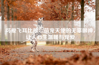 可爱飞耳比熊：萌宠天使的无辜眼神，让人心生温暖与宠爱