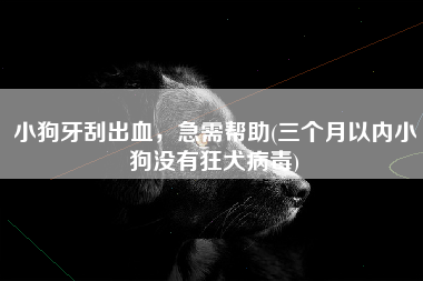 小狗牙刮出血，急需帮助(三个月以内小狗没有狂犬病毒)