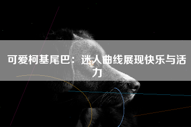 可爱柯基尾巴：迷人曲线展现快乐与活力