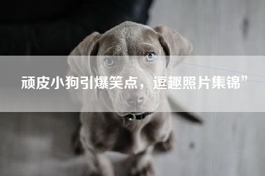 顽皮小狗引爆笑点，逗趣照片集锦”