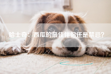 哈士奇：西瓜的最佳伴侣还是禁忌？