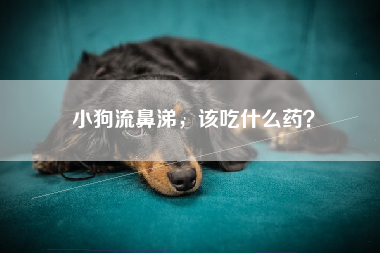 小狗流鼻涕，该吃什么药？