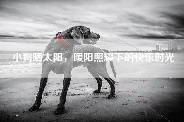 小狗晒太阳，暖阳照耀下的快乐时光