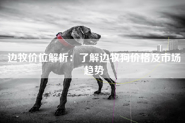 边牧价位解析：了解边牧狗价格及市场趋势