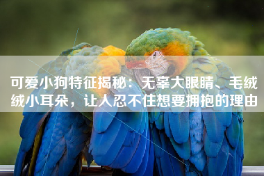 可爱小狗特征揭秘：无辜大眼睛、毛绒绒小耳朵，让人忍不住想要拥抱的理由