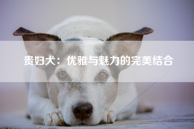 贵妇犬：优雅与魅力的完美结合