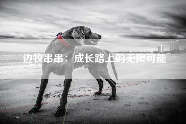 边牧串串：成长路上的无限可能