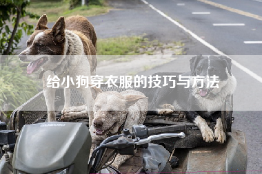 给小狗穿衣服的技巧与方法