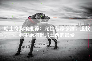 哈士奇狗粮推荐：宠物专家亲测，这款狗粮绝对是哈士奇的最爱