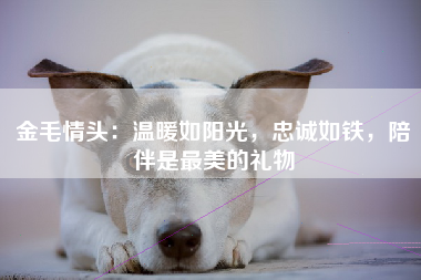 金毛情头：温暖如阳光，忠诚如铁，陪伴是最美的礼物