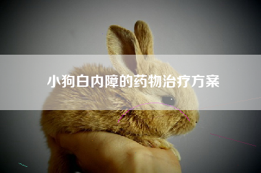 小狗白内障的药物治疗方案