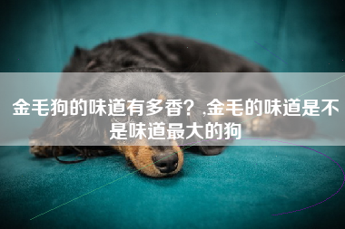 金毛狗的味道有多香？,金毛的味道是不是味道最大的狗
