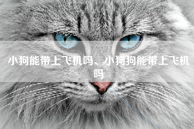小狗能带上飞机吗、小狗狗能带上飞机吗