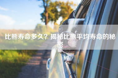 比熊寿命多久？揭秘比熊平均寿命的秘密