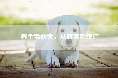 养金毛幼犬，从萌宝到乖巧