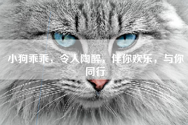 小狗乖乖，令人陶醉，伴你欢乐，与你同行