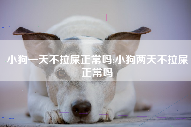 小狗一天不拉屎正常吗;小狗两天不拉屎正常吗