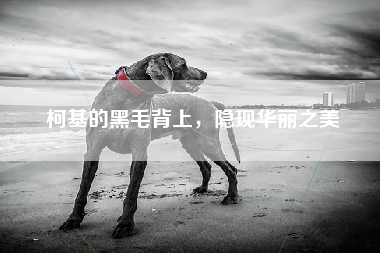 柯基的黑毛背上，隐现华丽之美