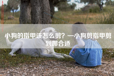 小狗的指甲该怎么剪？—小狗剪指甲剪到哪合适