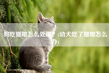 狗吃猫粮怎么处理？(幼犬吃了猫粮怎么办)