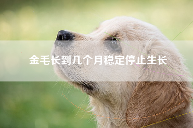 金毛长到几个月稳定停止生长