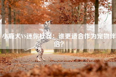 小鹿犬VS迷你杜宾：谁更适合作为宠物伴侣？