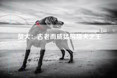 獒犬：古老而威猛的猎犬之王