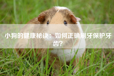 小狗的健康秘诀：如何正确刷牙保护牙齿？