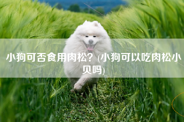 小狗可否食用肉松？(小狗可以吃肉松小贝吗)