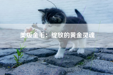 美版金毛：绽放的黄金灵魂