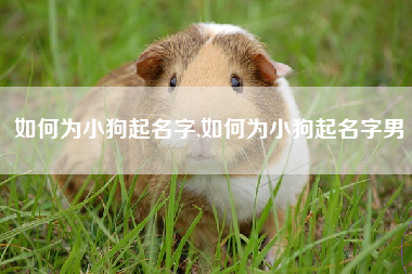 如何为小狗起名字,如何为小狗起名字男