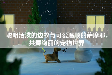 聪明活泼的边牧与可爱温顺的萨摩耶，共舞绚丽的宠物世界