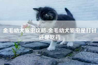 金毛幼犬驱虫攻略-金毛幼犬驱虫是打针还是吃药