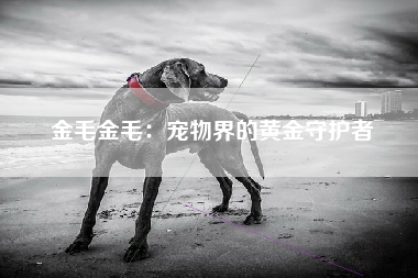 金毛金毛：宠物界的黄金守护者