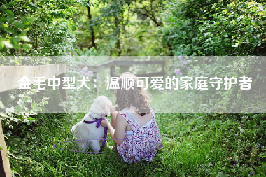 金毛中型犬：温顺可爱的家庭守护者
