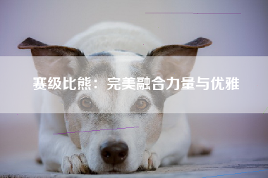 赛级比熊：完美融合力量与优雅