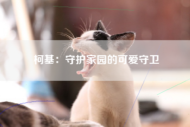 柯基：守护家园的可爱守卫
