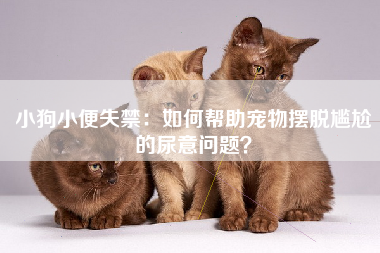 小狗小便失禁：如何帮助宠物摆脱尴尬的尿意问题？